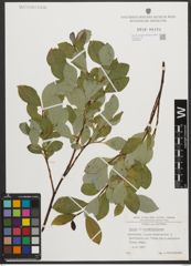Foto von Salix waldsteiniana Willd.